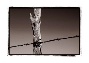 c28-Barbed-Wire_Sepia_Web.jpg