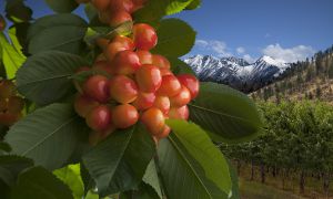 RainierCherries_r5_12in_7668.jpg