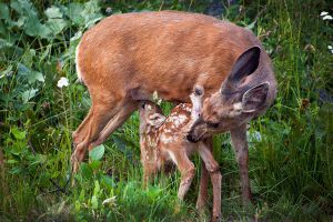 Fawn_Nursing_5977_web800.jpg