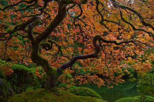 JapaneseMaple-Portland_0038_Web.jpg