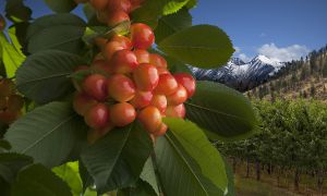 RainierCherries_7668_r2.jpg