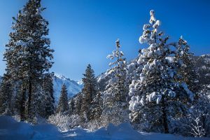 Winter-Scene_Enchantments_Web.jpg