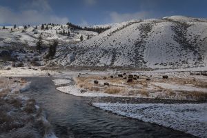 YellowstoneRiver_Buffalo_4648.jpg